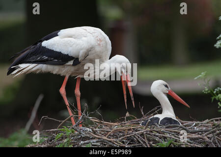 Weißstörche (Ciconia Ciconia). Verschachtelung paar. Männlich, stehend links, erbrechend einen Pellet auf Seite des Nestes. Stockfoto