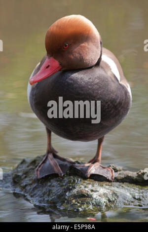 Rot-crested Tafelenten (Netta Rufina). Drake, oder männlich. Zucht-Gefieder. Stockfoto