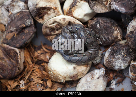 Netzpython (Python Reticulatus). Kupplung von künstlich inkubierten Eiern schlüpfen. Jungtier auf der Oberseite Eiern. Stockfoto