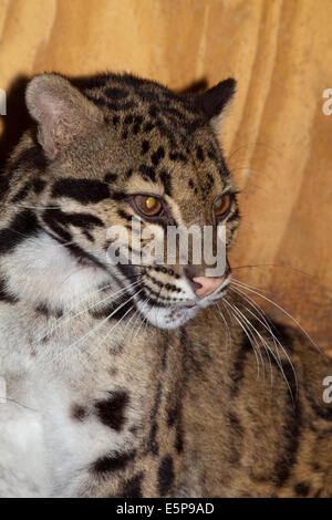 Nebelparder (Neofelis Nebulosa). Porträt. Die Seitenansicht zeigt Kopf und Gesichtszüge einschließlich Tasthaare oder Schnurrhaare. Stockfoto