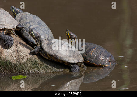 Rot-Schmuckschildkröte Schildkröten (ist Scripta Elegans). Jetzt Erwachsene Tiere, wohl gewachsen ehemaligen Heimtiere entgangen oder freigegeben, wenn keine Stockfoto