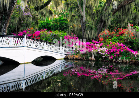 Weiße Brücke führt die Besucher auf eine schöne Laube von Blumen umgeben von hohen Eichen Bäumen tropft mit spanischem Moos. Stockfoto