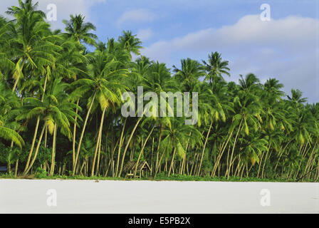 Tropischer Strand auf den Molukken, Indonesien Stockfoto