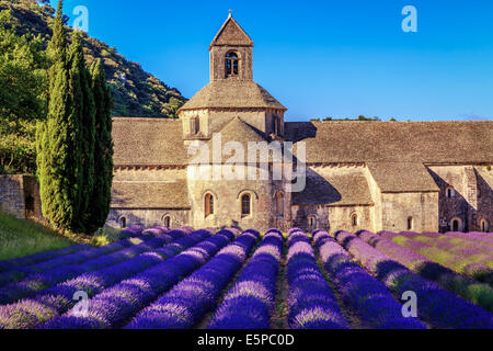 Die romanische Zisterzienser Abtei Notre-Dame von Senanque inmitten von blühenden Lavendel-Felder, in der Nähe von Gordes, Provence, Frankreich Stockfoto