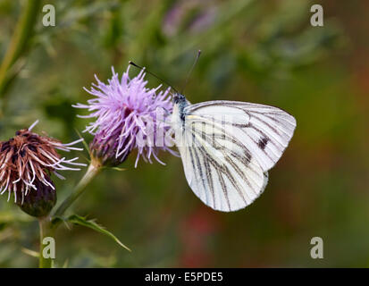 Grün-Veined weiß Schmetterling auf Distel Blume. Bookham Common, Surrey, England. Stockfoto