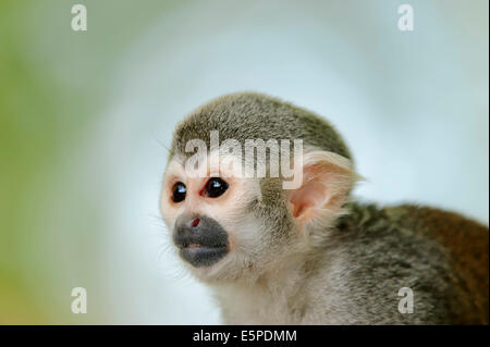 Gemeinsamen Totenkopfaffen (Saimiri Sciureus), tierische Porträt, in Gefangenschaft, Deutschland Stockfoto