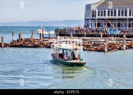 Massen von Touristen versammeln, um die berühmten Seelöwen am Pier 39 in San Francisco anzeigen. Stockfoto