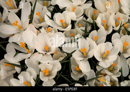 Weiße Krokus (Crocus Vernus "Jeanne d ' Arc"), Keukenhof, Lisse, Südholland, Holland, Niederlande Stockfoto