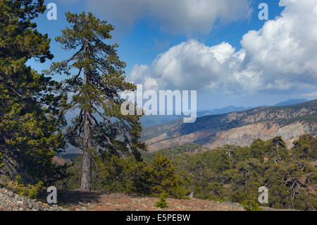 Alten schwarzen Pinien Pinus Nigra im Troodhos Nationalpark-Zypern Stockfoto