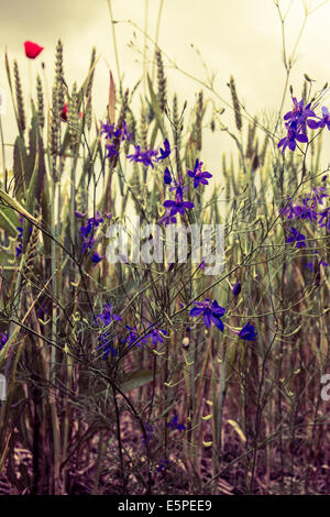 Feld mit Rasen, violetten Blüten und roten Mohnblumen gegen den Sonnenuntergang Himmel Stockfoto