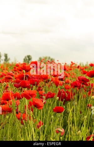 Eine Menge von Mohn Blumen im Freien in schöne leuchtende rote Farbe auf Feld Landschaft wallpaper Stockfoto