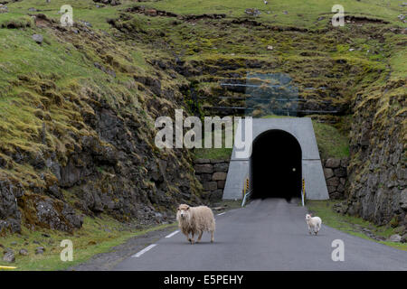 Schafe vor dem eingleisigen Tunnel zwischen Husar und Mikladalur, Kalsoy, Färöer, Dänemark