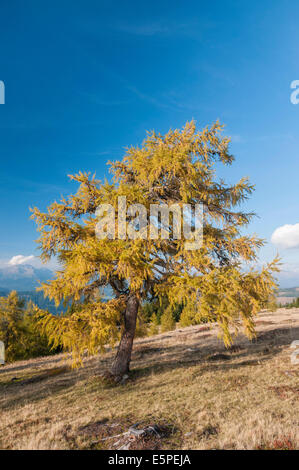 Lärche Baum (Larix) auf einer Alm im Herbst, Lungau Region, Salzburg, Österreich Stockfoto