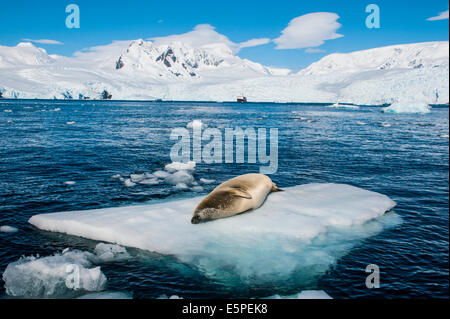 Seeleopard (Hydrurga Leptonyx) liegen auf einer Eisscholle, Cierva Cove, Chavdar Halbinsel, Antarktis Stockfoto