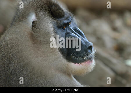 Drill (Mandrillus Leucophaeus), Männlich, Tier-Portrait, gefangen, Südwest-Region, Kamerun Stockfoto