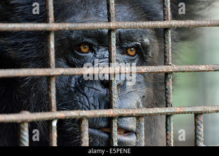 Gemeinsame Schimpanse (Pan Troglodytes) hinter Gittern, in Gefangenschaft, Region Südwest, Kamerun Stockfoto