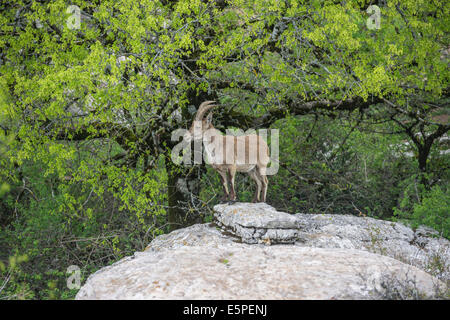 Spanische Steinböcke (Capra Pyrenaica Hispanica), Antequera, Andalusien, Spanien Stockfoto