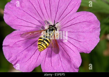 Hoverfly Arten (Chrysotoxum Fasciatum) sammeln Nektar auf blutige Storchschnabel (Geranium Sanguineum), Baden-Württemberg Stockfoto