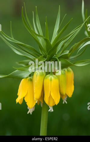 Crown Imperial Fritillary (Fritillaria Imperialis), gelb-blühenden, Bayern, Deutschland Stockfoto