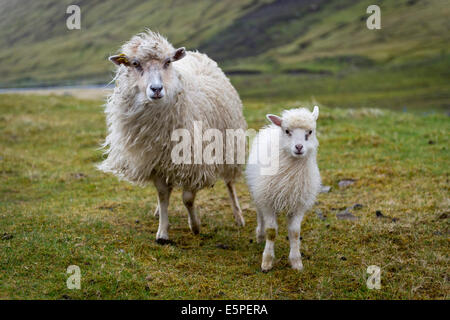 Mutterschaf mit Lamm, Streymoy, Färöer-Inseln, Dänemark Stockfoto