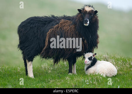 Mutterschaf mit Lamm, Mykines, Außeninseln, äußeren Inseln, Färöer, Dänemark Stockfoto