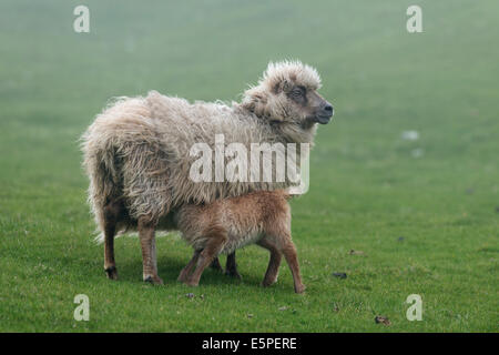 Mutterschaf mit Lamm, Mykines, Außeninseln, äußeren Inseln, Färöer, Dänemark Stockfoto