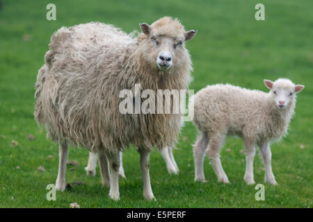 Mutterschaf mit Lamm, Mykines, Außeninseln, äußeren Inseln, Färöer, Dänemark Stockfoto