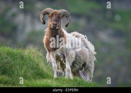 RAM, Mykines, Außeninseln, äußeren Inseln, Färöer, Dänemark Stockfoto