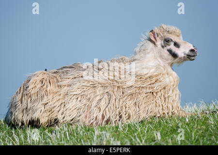 Schaf, liegend, Färöer, Dänemark Stockfoto