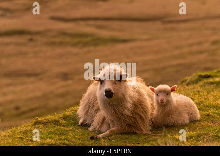 Mutterschaf mit Lamm, liegend, Abend-Stimmung, Färöer, Dänemark Stockfoto