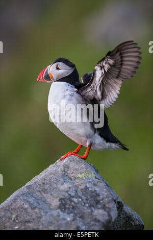 Papageientaucher oder Papageitaucher (Fratercula Arctica), Runde, Sørøyane, Møre Og Romsdal, Norwegen Stockfoto