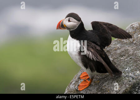 Papageientaucher oder Papageitaucher (Fratercula Arctica), Runde, Sørøyane, Møre Og Romsdal, Norwegen Stockfoto