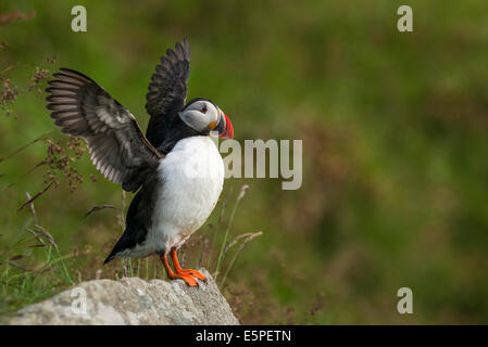 Papageientaucher oder Papageitaucher (Fratercula Arctica), Runde, Sørøyane, Møre Og Romsdal, Norwegen Stockfoto