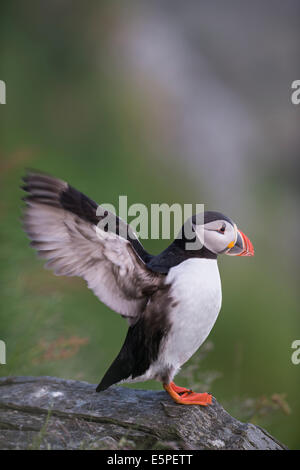 Papageientaucher oder Papageitaucher (Fratercula Arctica), Runde, Sørøyane, Møre Og Romsdal, Norwegen Stockfoto