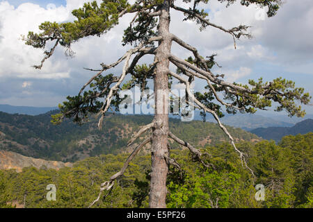 Alten schwarzen Pinien Pinus Nigra im Troodhos Nationalpark-Zypern Stockfoto