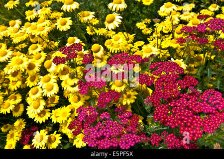 Achillea roten und gelben Margeriten in einem Garten. Stockfoto