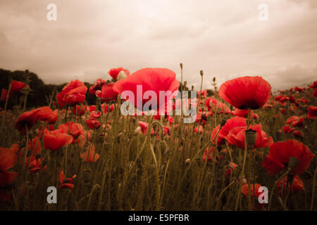 Rote Mohnblumen im Feld auf Aurora Dawn mit idyllischen Farben Stockfoto