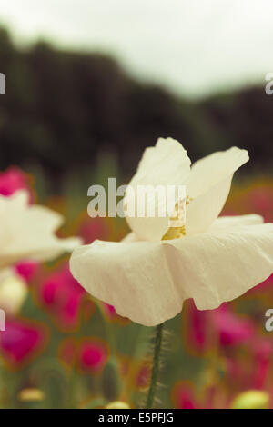 Einzelne weiße Blume blühen vor violett Wildblumen im Frühjahr Feld mit front-Fokus Stockfoto