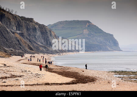 UK England, Dorset, Charmouth, fossilen Jäger suchen am Strand unter den Klippen Stockfoto