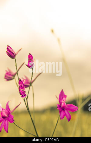 Violette Blumen Landschaft Tapeten in nebligen Morgen auf dem Feld Stockfoto