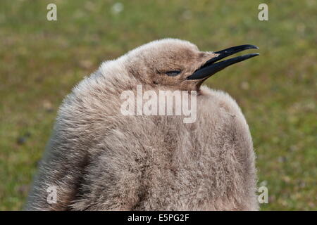 König Pinguin (Aptenodytes Patagonicus) Küken, Hals, Saunders Island, Falkland-Inseln, Südamerika Stockfoto