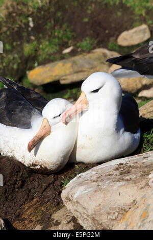 Black-browed Albatross (Thalassarche Melanophrys) kleben Verhalten am Nest, den Hals, Saunders Island, Falkland-Inseln Stockfoto