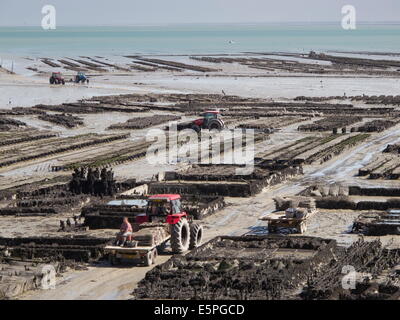 Austernbänke bei Ebbe mit Traktoren und Erntemaschinen, Cancale, Bretagne, Frankreich, Europa Stockfoto