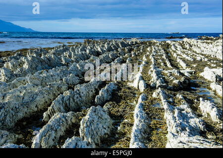 Schönen Kalkstein-Formationen auf dem Kaikoura Halbinsel, Südinsel, Neuseeland, Pazifik Stockfoto