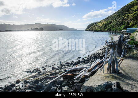 Treibholz an der Küste der Otago Peninsula, Südinsel, Neuseeland, Pazifik Stockfoto
