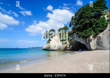 White Sand Beach auf Cathedral Cove, Coromandel, North Island, Neuseeland, Pazifik Stockfoto