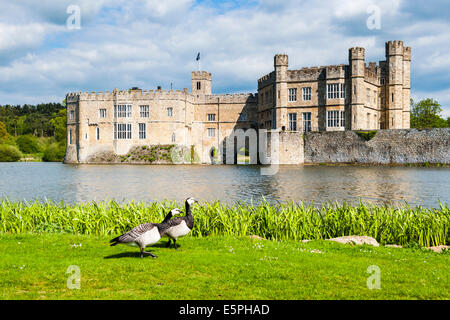 Gänse in Leeds Castle, Maidstone, Kent, England, Vereinigtes Königreich, Europa Stockfoto