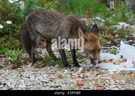 Europäischer roter Fuchs (Vulpes Vulpes) Fütterung auf Papierkorb links von Personen, Portugal, Europa Stockfoto