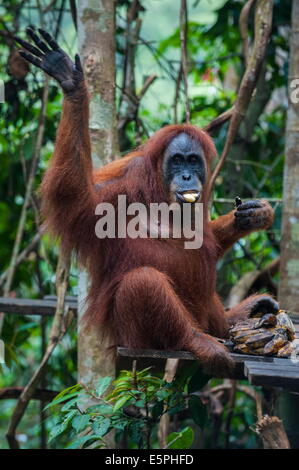 Fütterungszeit für die Sumatra-Orang-Utan (Pongo Abelii), Bukit Lawang Orang Utan Rehabilitation Station, Sumatra, Indonesien Stockfoto