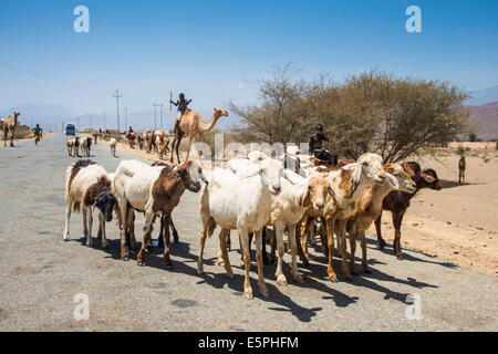 Herden von Tieren, die zu Fuß in den Tiefländern von Eritrea, Afrika Stockfoto